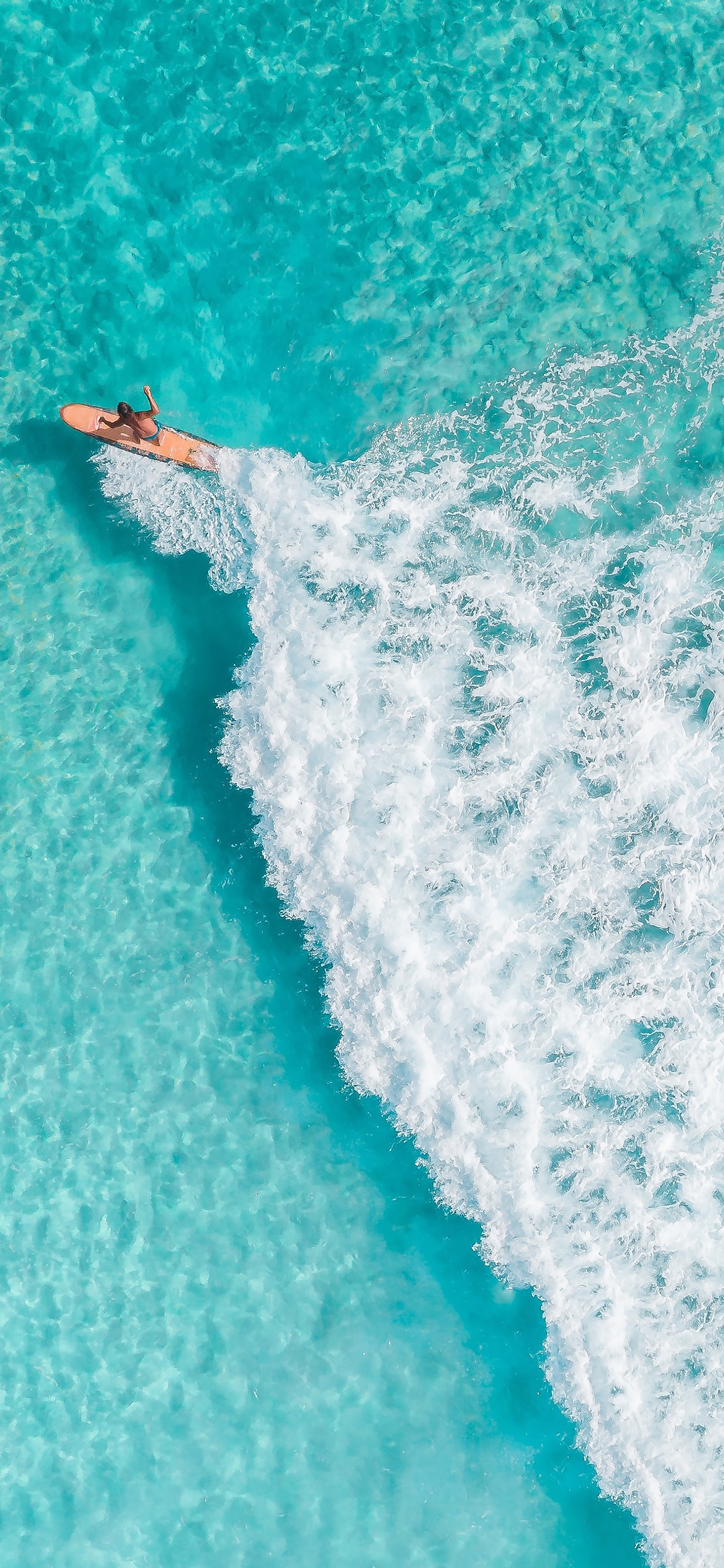 蓝天大海沙滩椰树图片高清壁纸,太阳蓝天大海海鸥的壁纸