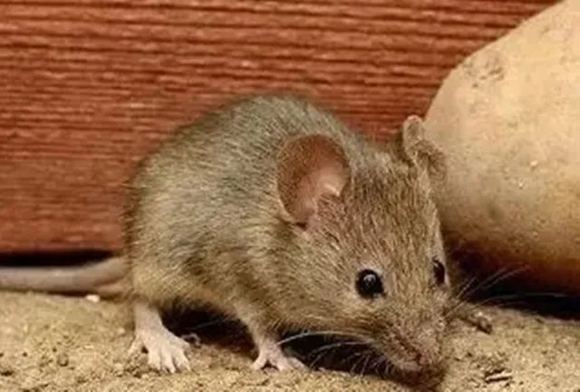 这八种野生动物千万别吃,这八种野生动物千万不要吃