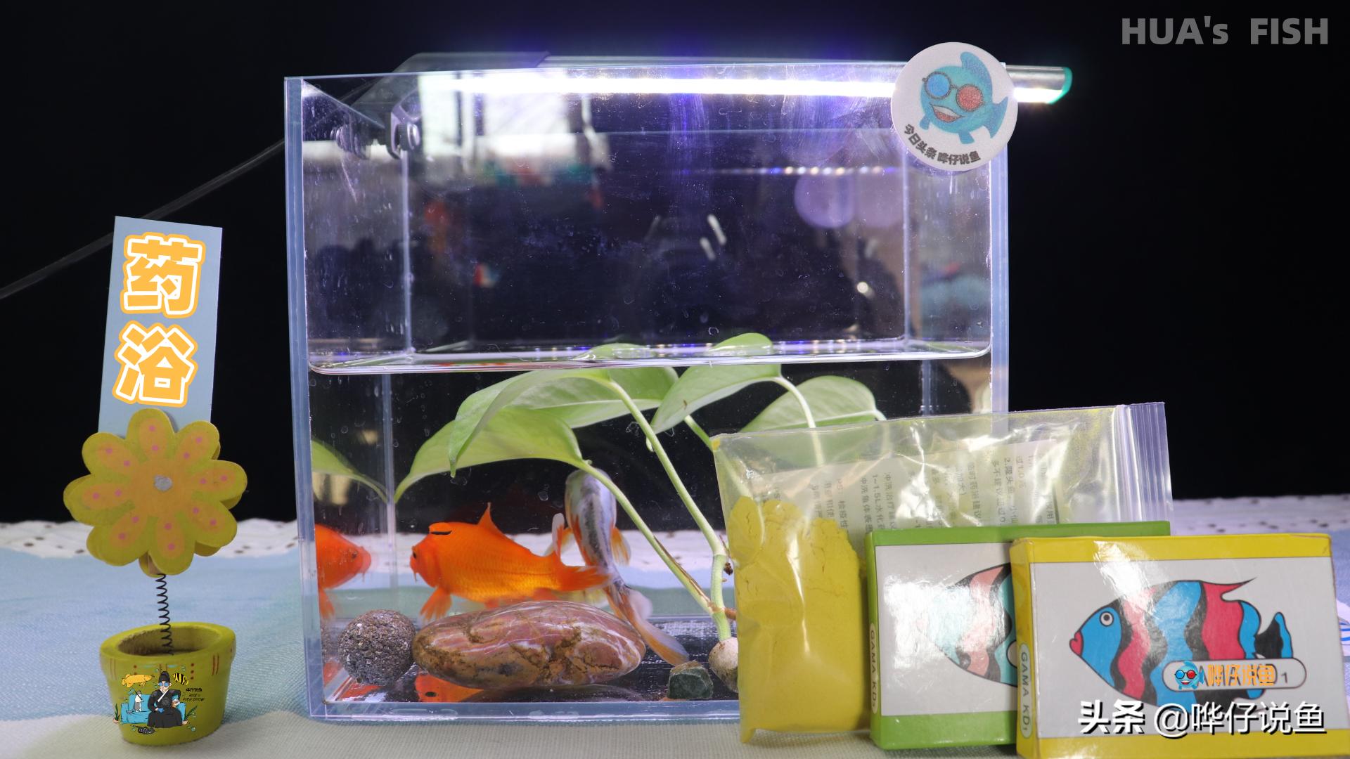 新手养鱼小缸知识大全,小型鱼缸养鱼小知识