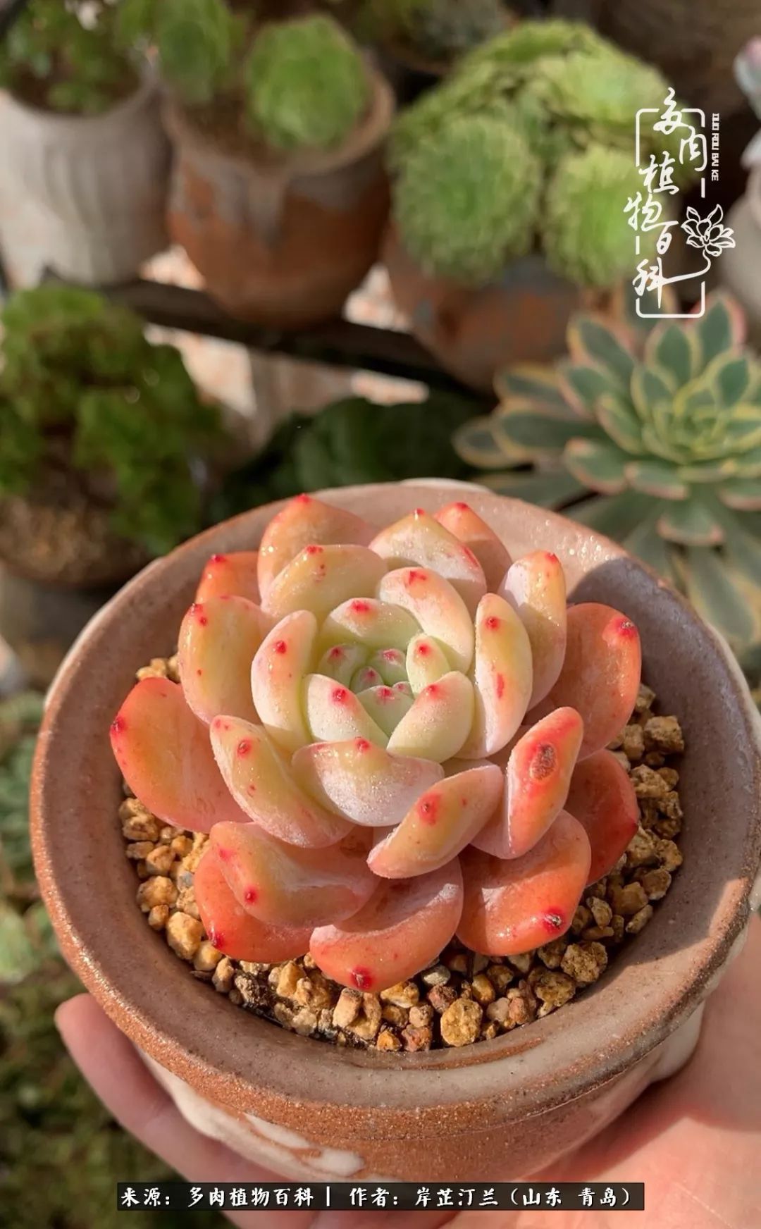 寒冷的冬季唯有多肉,冬日里的多肉宛如雪莲花