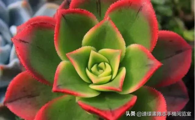 365种多肉图谱大全,365种鲜花图册大全