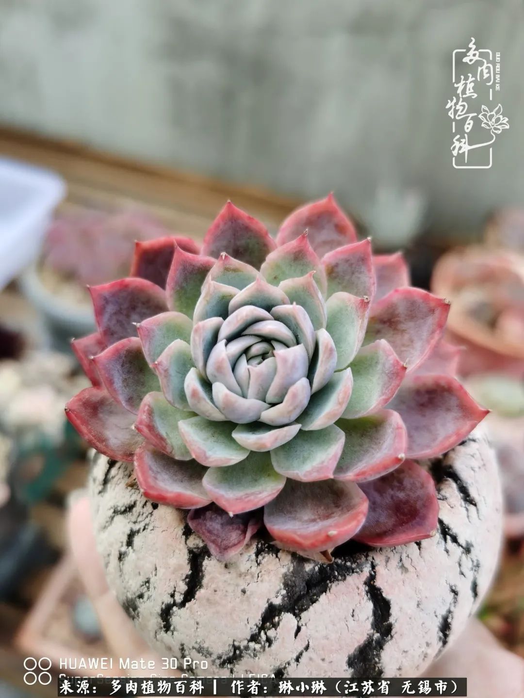 多肉变美是需要时间的,千万别辜负了多肉变美的黄金季节