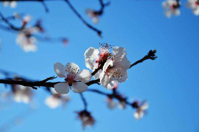 春日山行张旭书法,春日山行张旭写的诗