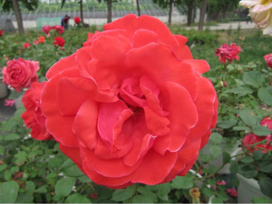 北京常见的树有哪些,北京绿化月季品种