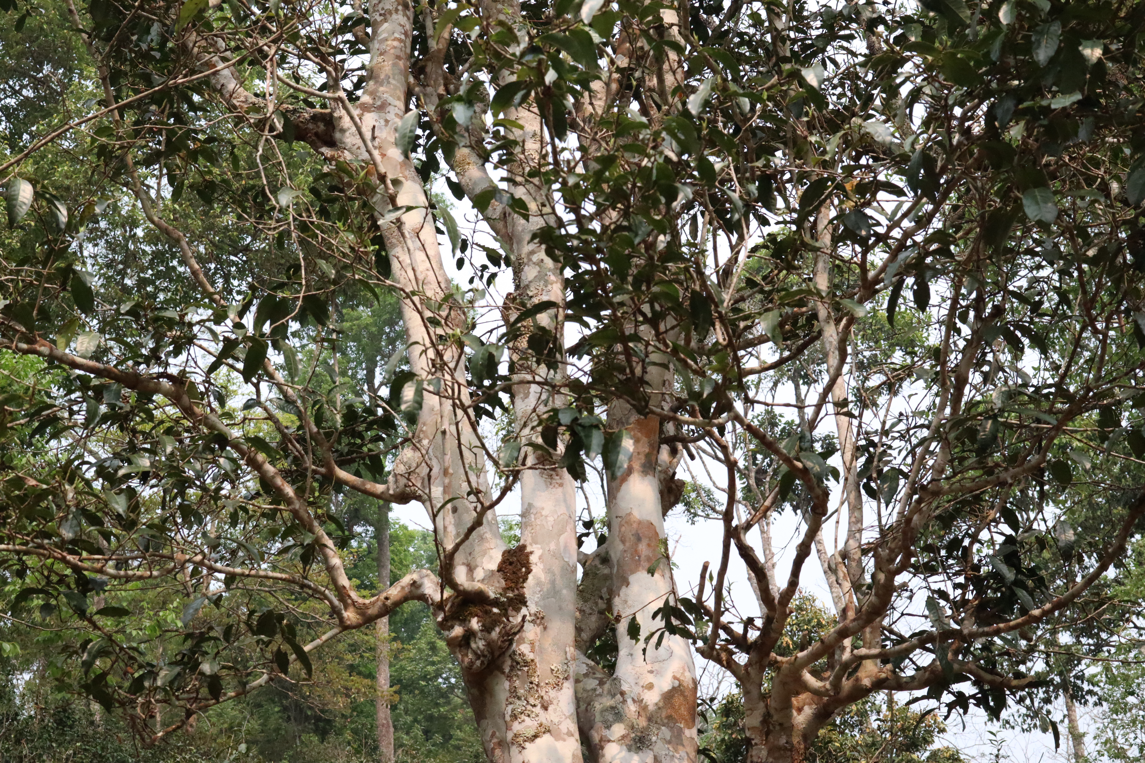 新六大茶山指哪六座山,新六大茶山是哪些