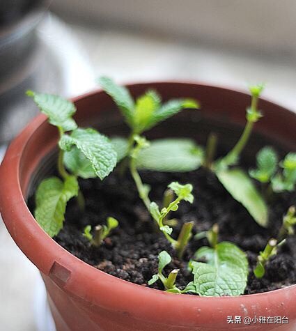 把薄荷养到枝叶繁茂爆盆,薄荷不要根能活吗