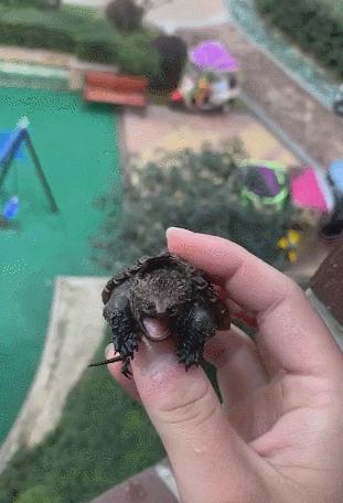 鳄龟一逗它就撅屁股,鳄龟被逗了为什么会翘屁股