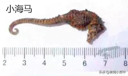 海龙海马配什么可散结,海马配什么散结效果好