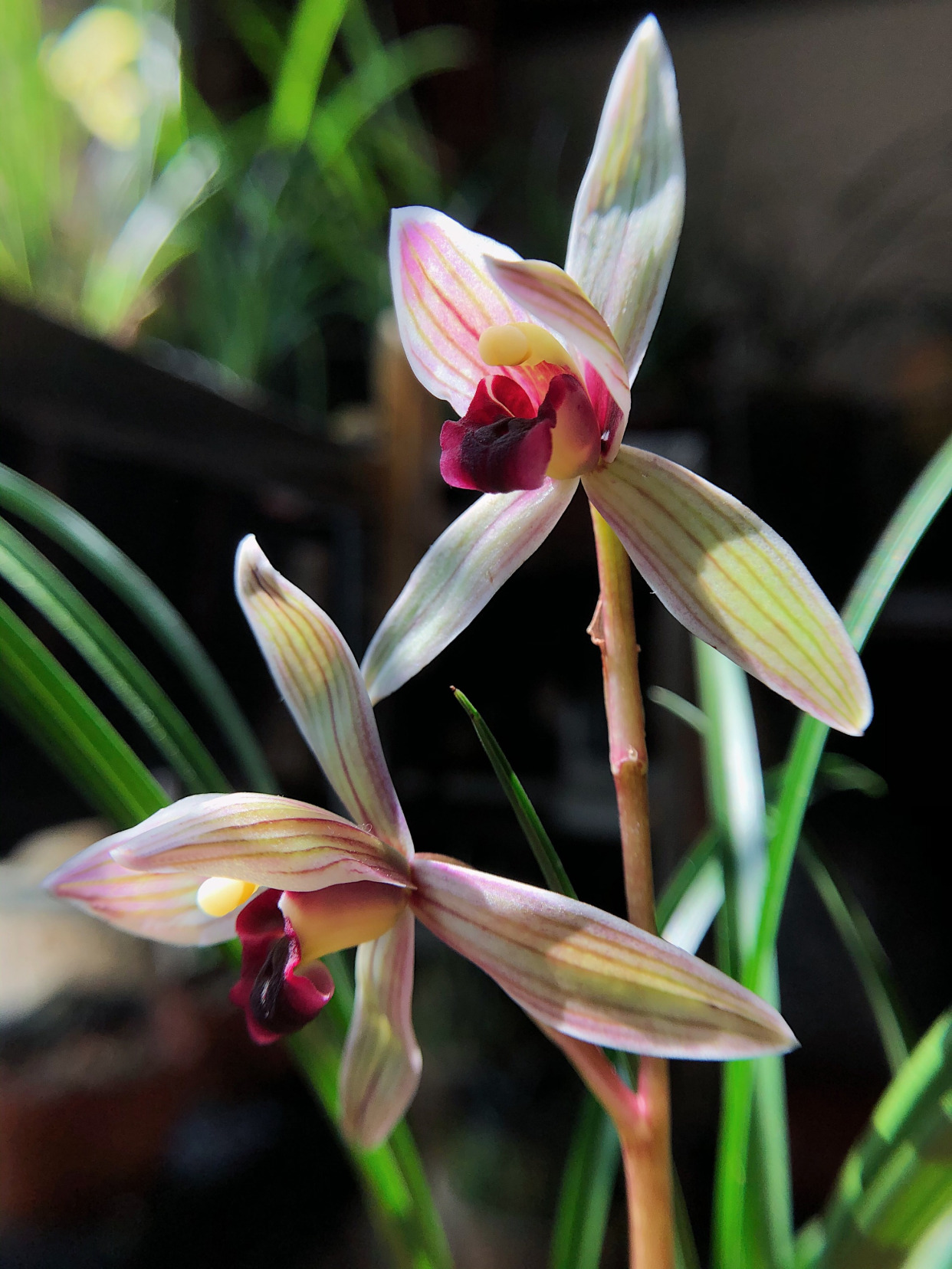 莲瓣兰五彩蝶品种简介,莲瓣兰大雪素有几个品种