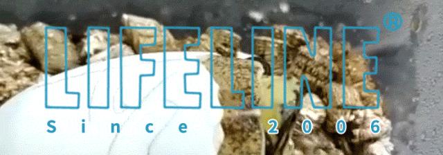 红腿陆龟如何家庭散养,广东红腿陆龟养殖方法