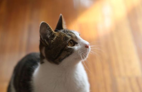 十块钱就能买一只狸花猫是真的吗,几十元的狸花猫能养吗