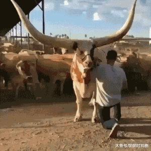 打麻将搞笑gif图片大全,打麻将三缺一的搞笑图片