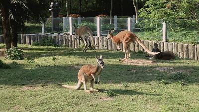 澳洲袋鼠大战,澳大利亚满大街的袋鼠