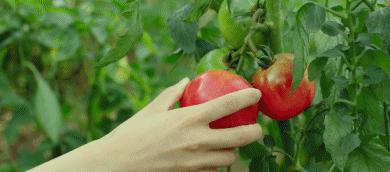 上海青团最正宗,上海南京路老字号青团