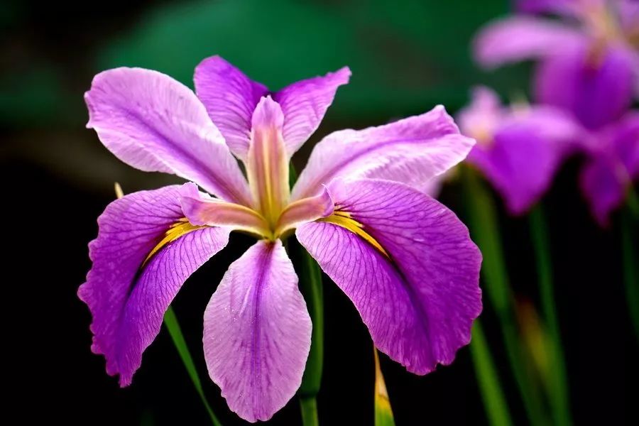 姘寸敓妞嶇墿鑺卞崏,鏅姘寸敓缁挎