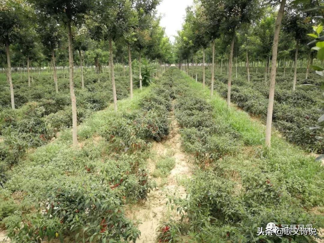 山东冠县精品苗木基地,冠县种植基地