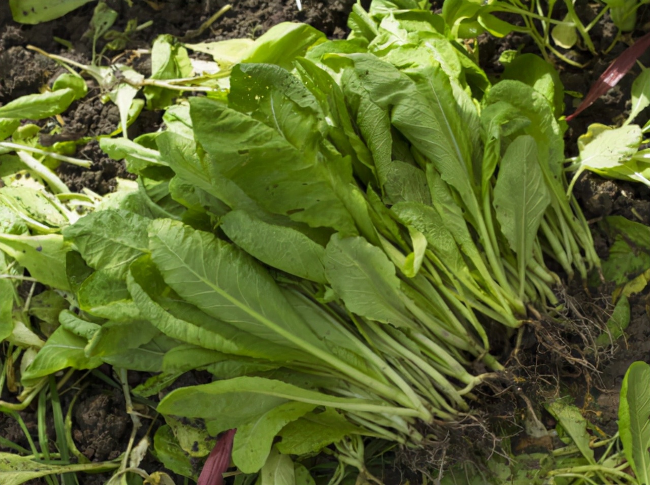 虾皮是补钙的最佳食物,吃虾皮能起到补钙的效果吗
