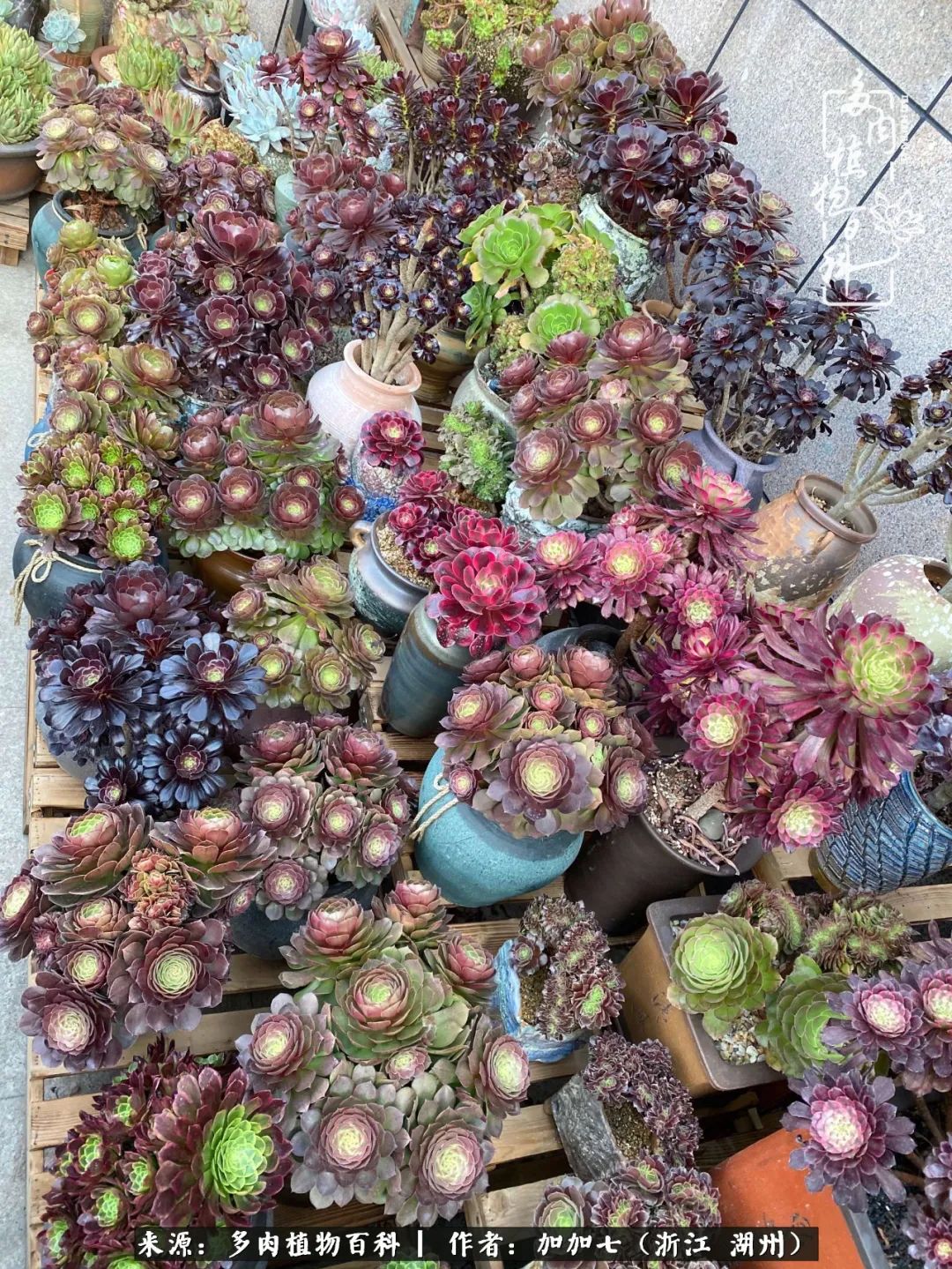 没根的法师夏天怎么养,五法师阵容