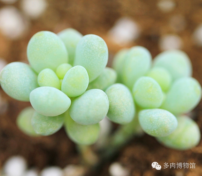 天使之泪多肉老桩,天使之泪多肉状态图