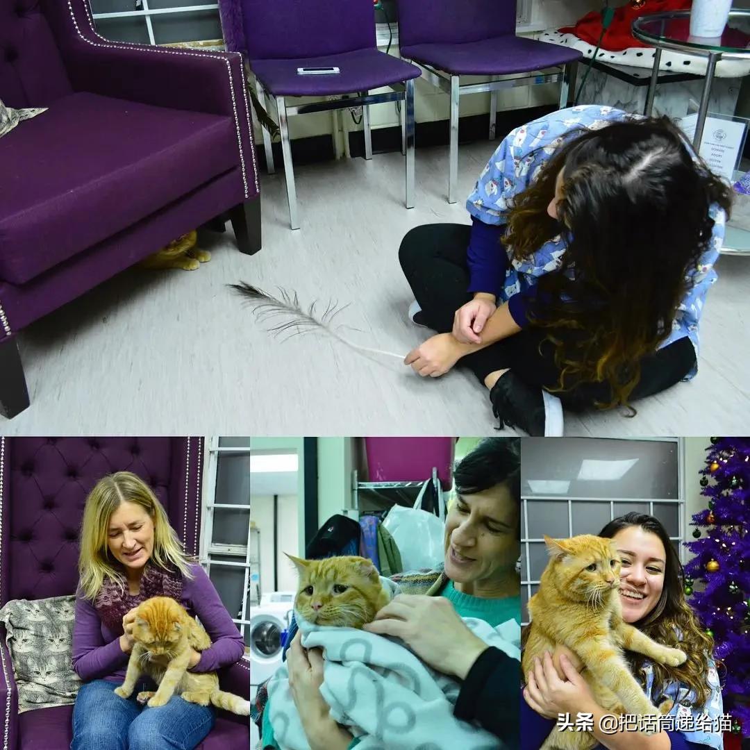 被弃养的猫还要打疫苗吗,弃养了一只猫