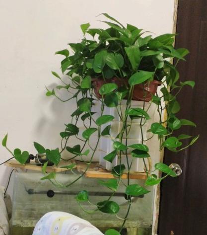 绿萝黄叶的原因和解决方法,养绿萝烂根是什么原因