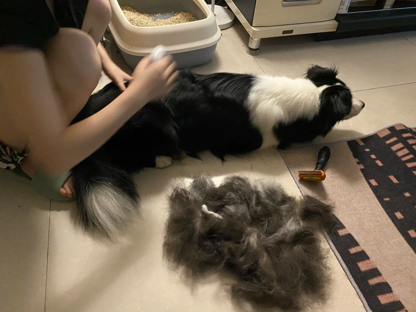 边牧聪明翻车,边牧聪明为什么边牧不当警犬