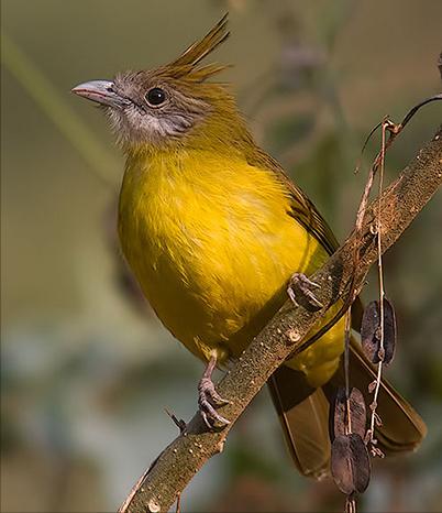东江揽胜,惠州淡水常见鸟类图谱
