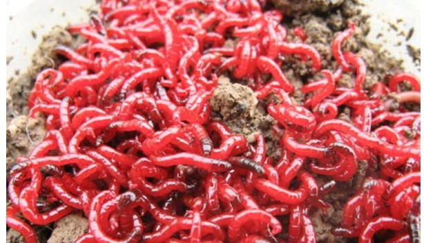 怎样把死红虫分离出来,继续分享红虫分离新技术