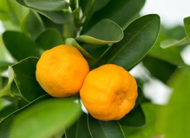 应季水果蔬菜时间表官方,一年四季的应季水果蔬菜有哪些呢