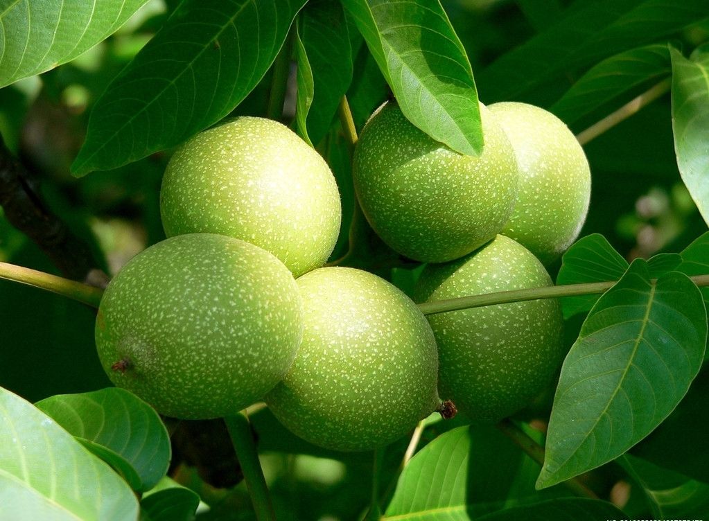 核桃举肢蛾是食叶虫吗,核桃举肢蛾幼虫