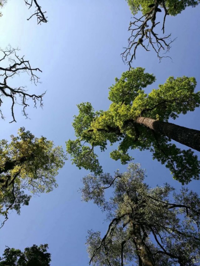 云南普洱茶品质特征,云南普洱茶优质特征