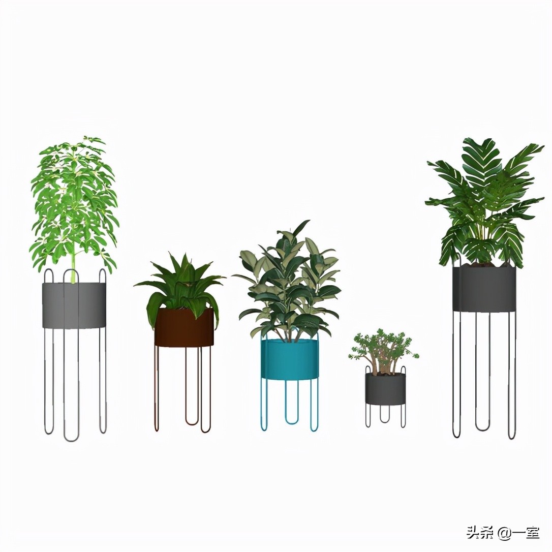 网红庭院植物搭配,网红绿植搭配技巧