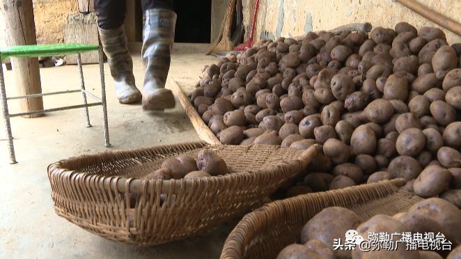 卖火了！弥勒紫色“将军芋”！政府包了