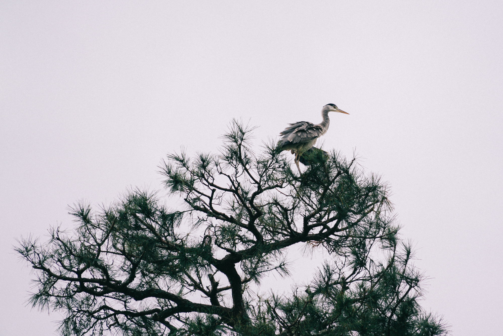 日本京都最值得去的地方,日本京都值得去的地方