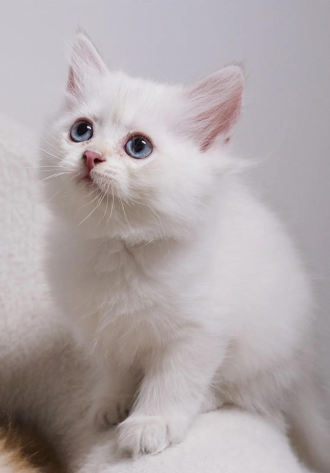 哺乳期的猫咪能不能驱虫,哺乳期的猫咪能不能吃西瓜