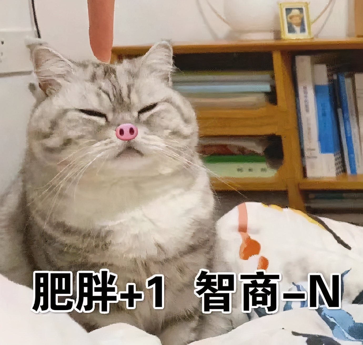 养猫真的不会被抓吗,央视辟谣养猫