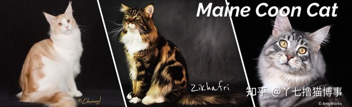 有哪些好看的家养猫,最适合家养的猫咪品种不掉毛