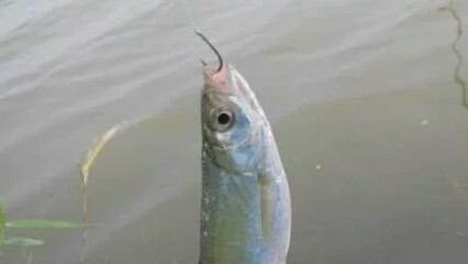 鱼把线切了鱼钩会自己掉吗,鱼线断了鱼钩在鱼嘴里会死不