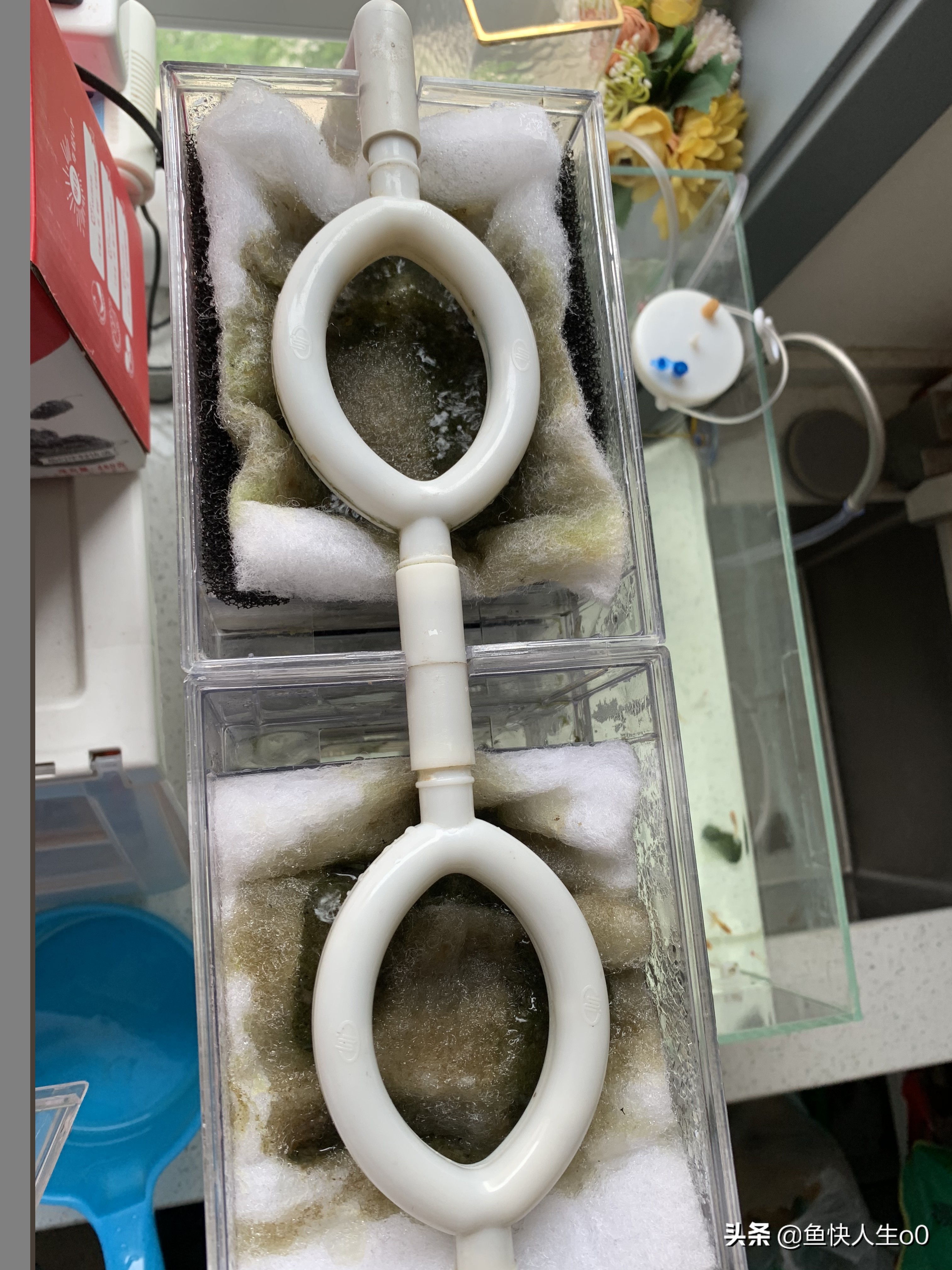 清洗鱼缸过滤棉用什么水最好,怎么清洗鱼缸过滤棉更干净