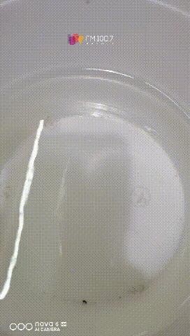 贵州铜仁发现水中大熊猫桃花水母,小区人工湖现水中大熊猫桃花水母