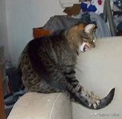 猫咪感觉过敏｜又叫皮肤抽搐综合征，一旦发现，需要尽快处理