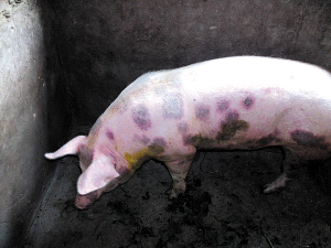 小猪腿肿腿瘸打啥针,小猪腿压肿了打什么针管用