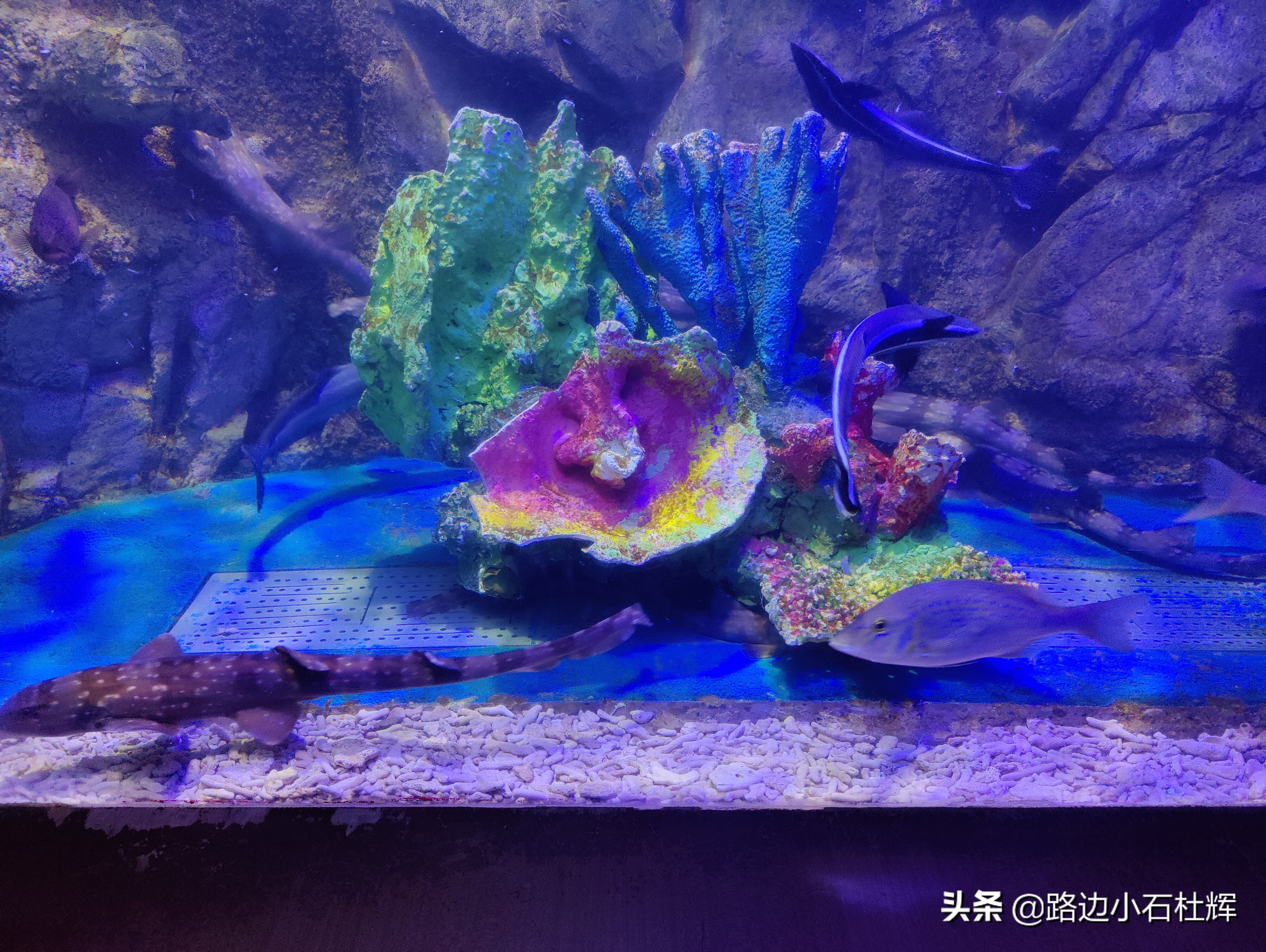 北京海洋馆海底世界和动物园攻略,游北京动物园海洋馆