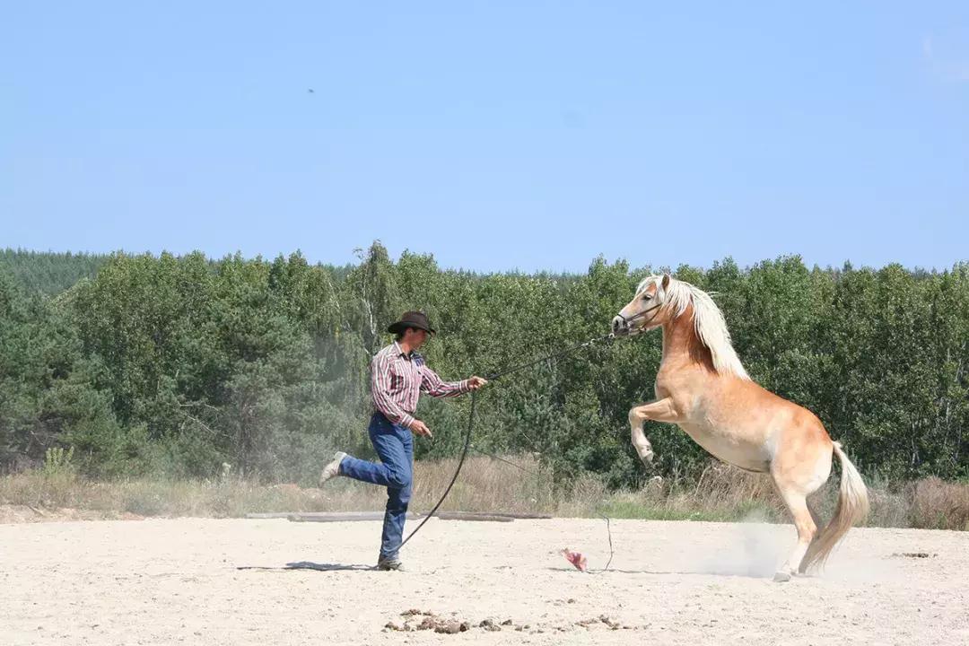 三分钟一字马教程,两小时驯马的全过程