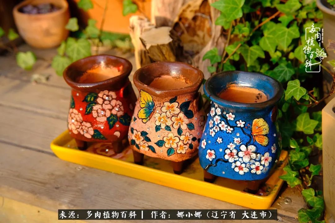 你是盆我是花，你护我周全，我为你绽放