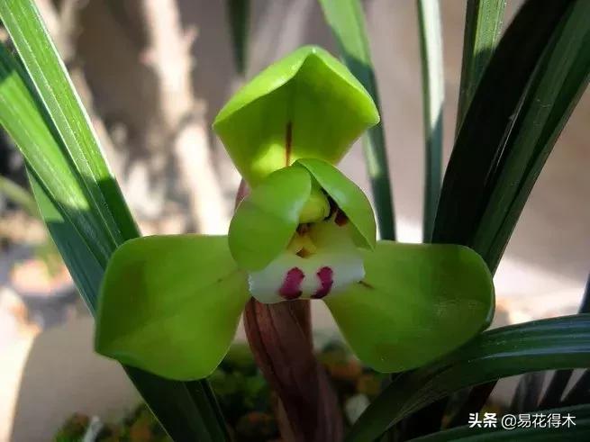 春兰大富贵春剑大富贵区别,春兰大富贵vs春剑大富贵