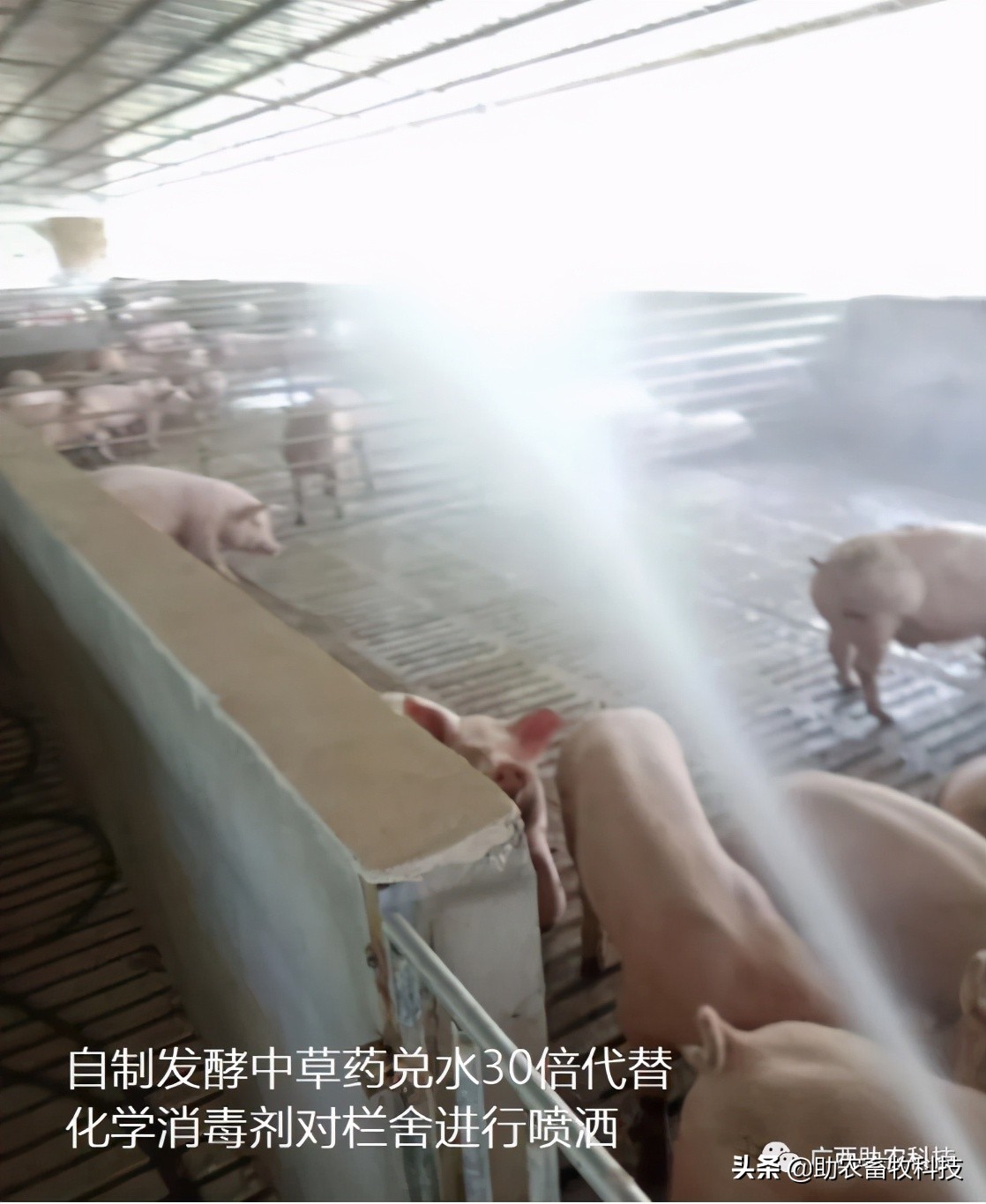 猪场感染非瘟几天消一次毒 (如果猪场出现非瘟还有生存希望吗)