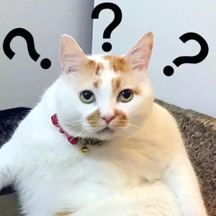 彩票店招财猫图片大全,招财猫中奖彩票