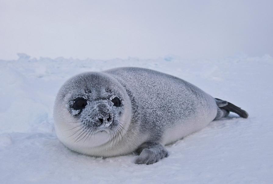 什么动物生气了最可怕,什么动物生气时会鼓起来