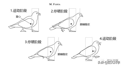 拿鸡当摄像机,拿鸡当摄像头